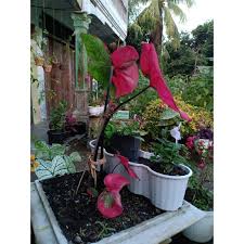 We did not find results for: Tanaman Hias Caladium Baret Keladi Baret Keladi Patah Hati Promo Shopee Indonesia