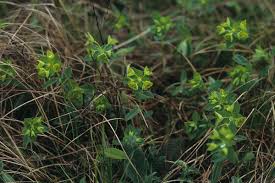 Image result for Euphorbia schimperiana