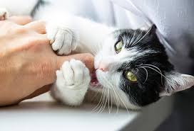 If by the end of this time the injury is healing but not quite gone, we can usually just extend the treatment for another week or so. Cat Scratch Disease Symptoms Rash Fever Treatment Diagnosis