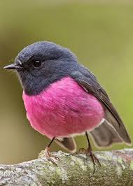 The Pink Robin Is A Small Passerine Bird Native To Southeastern Australia Hayvanlar Hayvan Guzel Kuslar