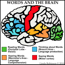 Linda Robinson Our Words See Hear Think Say Brain Facts Brain Learning Speech Language Therapy
