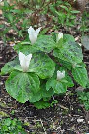 I'll definitely be using you again. Alpine Garden Society Victorian Group Trillium From Seed