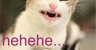 Fantastis 29 Gambar Lucu Orang Sedang Galau Koleksi Gambar Meme Kucing Sedih Gambar Kocak Ngakak 40 Foto Dan Gambar Lucu Gokil Kocak Di 2020 Gambar Lucu Lucu Gambar