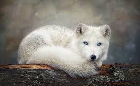 Blue Eyed Arctic Fox Photo By Margaret Krzepkowski National Geographic Your Shot Arctic Fox Pet Fox Arctic Animals