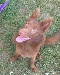Maybe you would like to learn more about one of these? 27 Pets 2 Gets Ideas Pets Pomsky Dogs