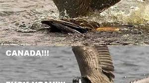 But it's not that canada geese are anymore aggressive or testy than other birds, it's because they nest near us and have a blooming population. Canada Goose Vs Eagle Memes