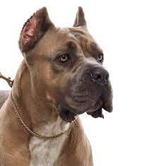 Ear cropping is performed on young puppies, under anesthetic. Ear Cropping