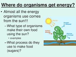 Organisms that use food for fuel aren't constantly eating, because there isn't always food in abundance. How Do Organisms Use Energy