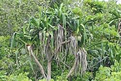 Image result for Pandanus chiliocarpus