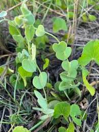 Image result for Cissampelos