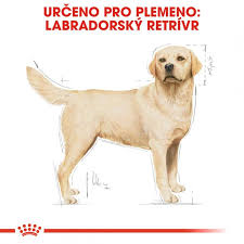 Image result for labrador retrívr