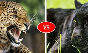 Leopards live in the old world. Leopard Vs Panther Fight Comparison Who Will Win