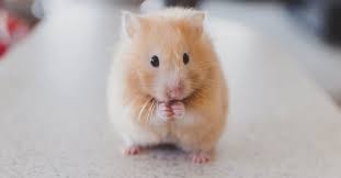 What products and services does the home depot offer to kitchen remodelers shopping at the wappingers falls store? Buggsies Pest Services Inc Wappingers Falls Poughkeepsie Ny Pest Control