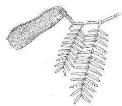 Image result for Brachystegia longifolia