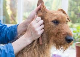 Image result for irský teriér