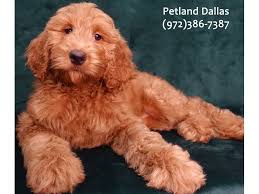 The cost to adopt a labradoodle is around $300 in order to cover the expenses of caring for the dog before adoption. Labradoodle Puppies Petland Dallas Tx
