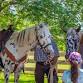 Chisholm Trail Festival event image