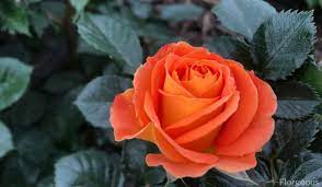 Orange Roses Varieties Meanings And Pictures Florgeous Orange Roses Planting Roses Orange Rose Bouquet