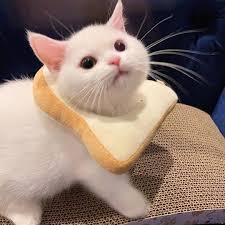 1080x1080 cat pfp / requests are closed non binary bisexual cat and cello moodboard for : Cats Where They Shouldn T Be On Twitter