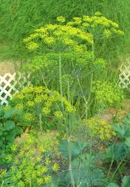 Image result for Anethum