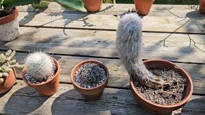 Image result for Cactaceae