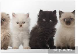 British Shorthair Ve Ingiliz Uzun Tuylu Kedi Grubu Poster Pixers Haydi Dunyanizi Degistirelim