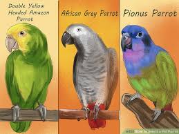 Image result for parrot