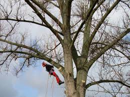 We did not find results for: Baumfallung Galabau Mahler Baum Fallen