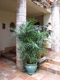 A tropical plant with lush, green foliage, this palm will do well in any in victorian times, these plants were associated with a high social status, with families proudly displaying their palms and other tropical plants as a sign of. Cascade Cat Palm Tree Chamaedorea Cataractarum Urban Tropicals