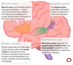 Now it is often used as the synonym of linguistics. What Brain Regions Control Our Language And How Do We Know This