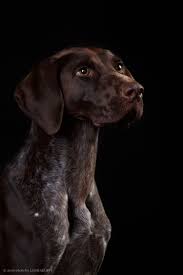 pin ot polzovatelya gifs ot nfqyf na doske koshki myshki i sobaki sobaki koshki