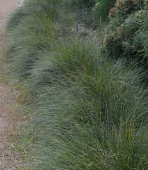 Image result for Hemarthria natans