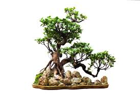 Bonsai Arvore Juniper China Juniperus Chinensis Fotos Imagens De C Risia 50468341