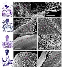 • peltate (adjective) the adjective peltate has 1 sense: Plants Free Full Text Tools To Tie Flower Characteristics Voc Emission Profile And Glandular Trichomes Of Two Mexican Salvia Species To Attract Bees Html