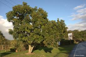 Image result for Ekebergia