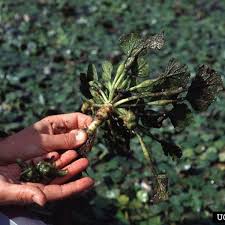 We did not find results for: Life Outdoors Water Chestnut Invasive Aquatic Plant Vermont Invasives