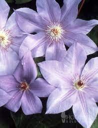 A showy, flowering ground cover or charming rambler, when allowed to sprawl or climb through informal shrub borders. Ramona Clematis Holland Bulb Farms 77431