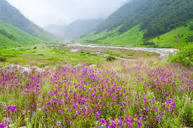 Check spelling or type a new query. Valley Of Flowers Uttarakhand How To Reach Best Time Tips