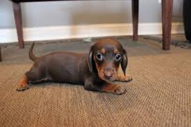 Female Black And Brown Dachshund Dachsund Dog Breeder Diy Dog Crate Dog Crate