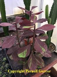Image result for Euphorbia grantii