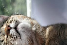 Maybe you would like to learn more about one of these? Ethanol Poisoning In Cats Symptoms Causes Diagnosis Treatment Recovery Management Cost
