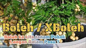 Kini berkecimpung dalam penanaman pokok buah tin dan penternakan kelulut di keliling rumah. Rahsia Tanah Campuran Untuk Tanam Longan Dalam Pasu A Youtube