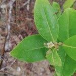 Image result for Psorospermum febrifugum