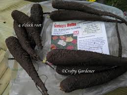 It is a good mingler with other plants in borders and beds for a show that lasts from summer to frost. Crafty Gardener Four O Clocks