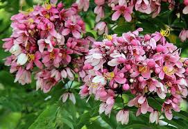 Image result for Cassia nodosa