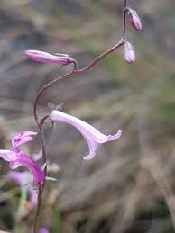 Image result for Cyphia gamopetala