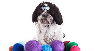 He'll often sport a brown coat with darker flashes around his ears and muzzle, and he will weigh between 9 to 13 pounds and measure 8 to 10 inches tall. Shih Tzu Colors Which Of These Is Your Favorite