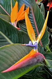 Tropical Bird Of Paradise Arizona Sharing 26 Inspiring Beautiful Flower Pics Birds Of Paradise Plant Paradise Plant Paradise Flowers