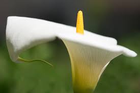 We did not find results for: Calla Lily San Diego Zoo Animals Plants