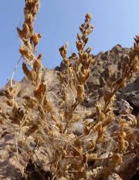 Image result for Anticharis